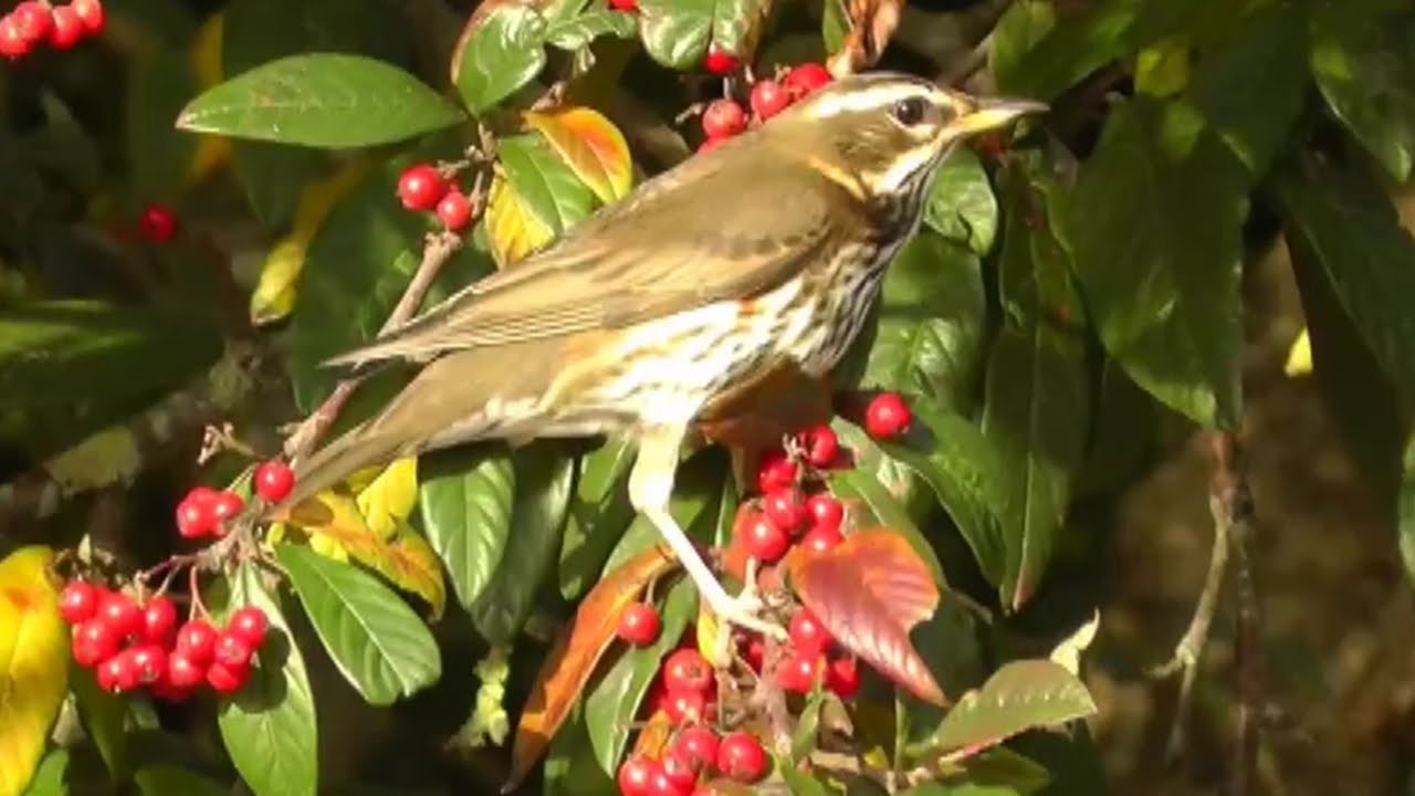 Redwings at Hayle in Cornwall - Redwing Bird - Grive mauvis