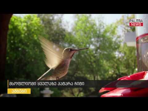 მსოფლიოში ყველაზე პატარა ჩიტი