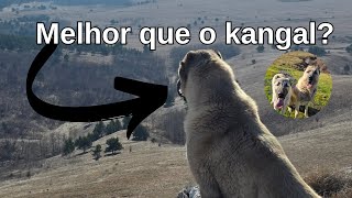Pastor da Anatólia/Çoban Köpeği