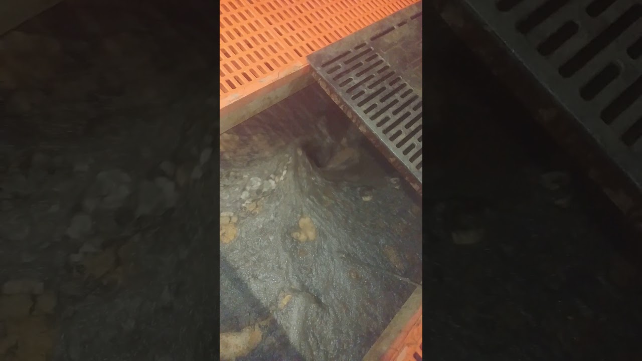 Sertéstelepi ellető lagúna eresztése