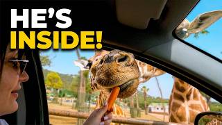 Driving Through Italy's Wildest Safari 🇮🇹 | Zoosafari Fasano