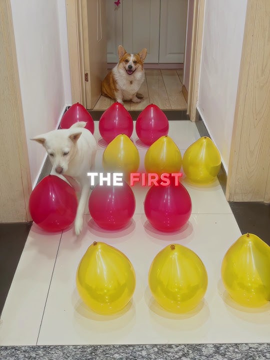 These Dogs Were Given a CHALLENGE 🎈🐶 #shorts