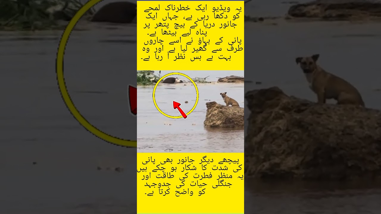 Cow and calf struggling in flood water "