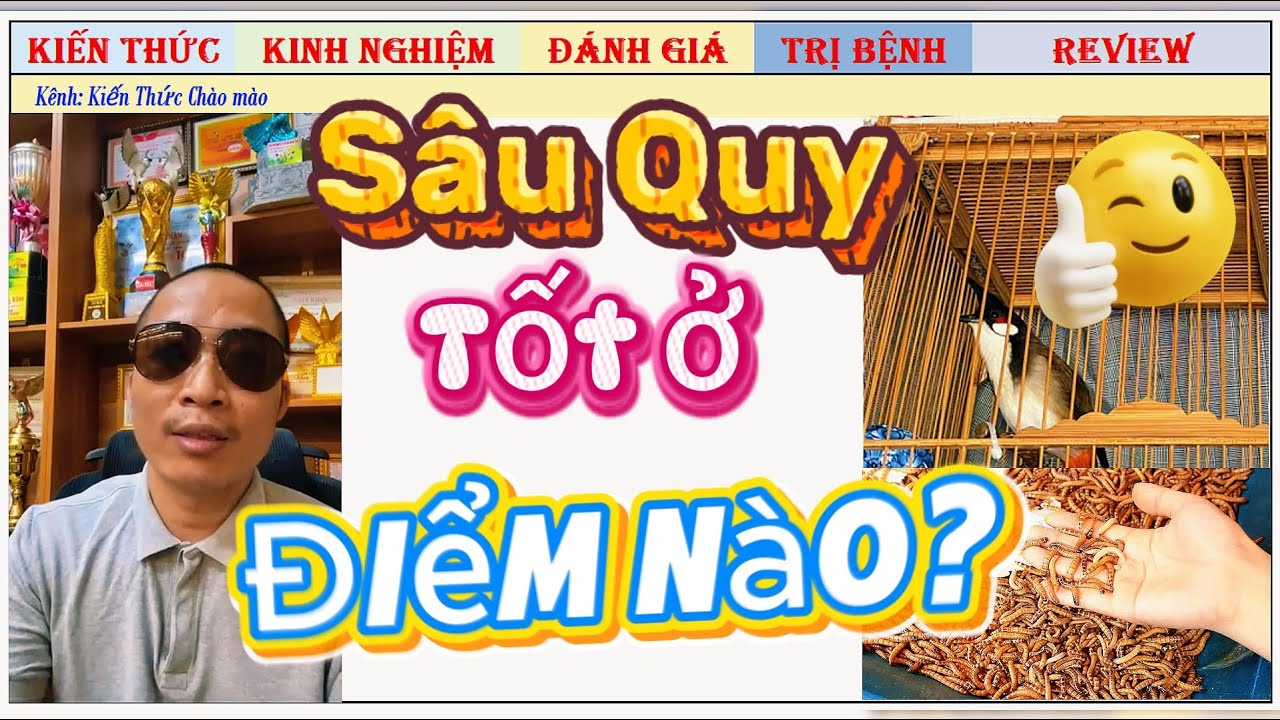 Full giải đáp Ưu và Nhược Điểm của Sâu Quy dành cho Chim Chào Mào, Vào Lửa có nên ăn Sâu không?