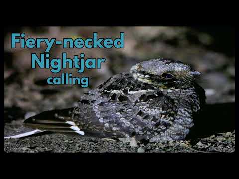 FIERY-NECKED NIGHTJAR calling - the iconic sound of the African nights