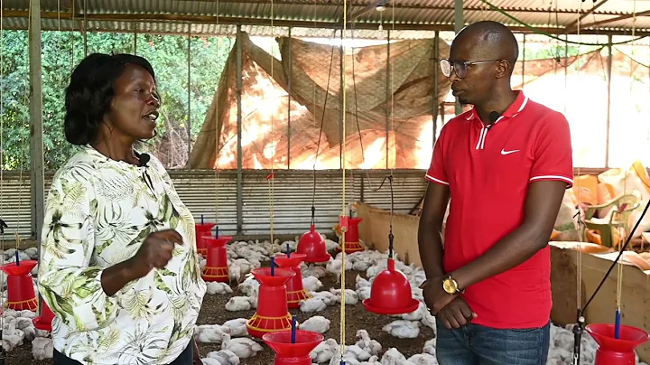 HOW TO START A SUCCESFUL BROILER CHICKEN FARM WITH A SMALL BUDGET.