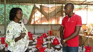 HOW TO START A SUCCESFUL BROILER CHICKEN FARM WITH A SMALL BUDGET.