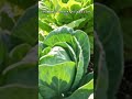 【答え合わせ】この写真、“キャベツ”と“腕”と“トマト”がおかしい #shorts