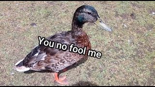 How smart is a duck? (speedy duck gets fooled)