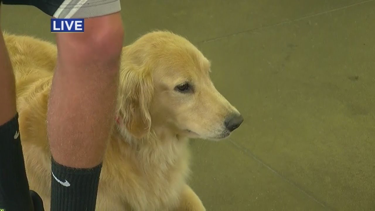 4H Dog Show Takes Over Fairgrounds YouTube