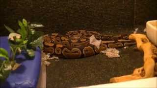 Celebrity Ball Python Update Net Worth
