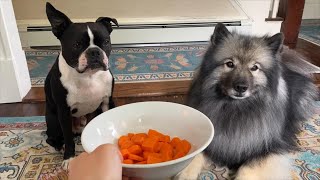 My Cute Dogs Eat Carrots!