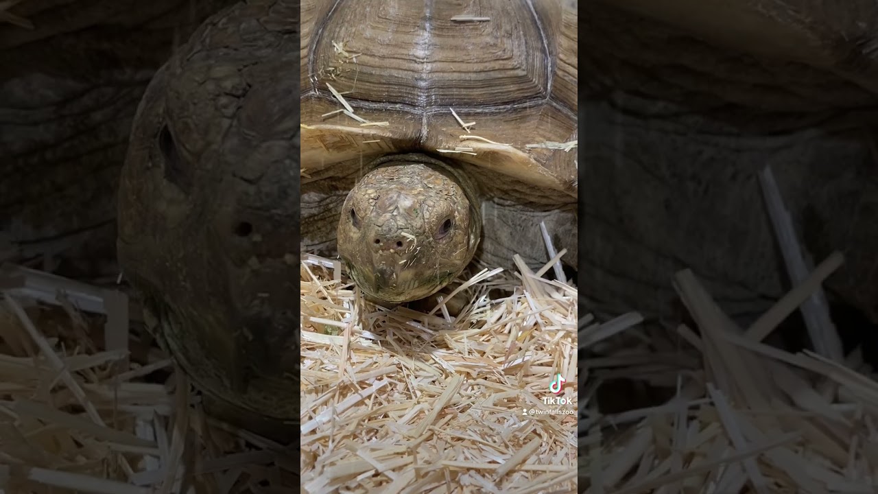 The Tortoise Notebook