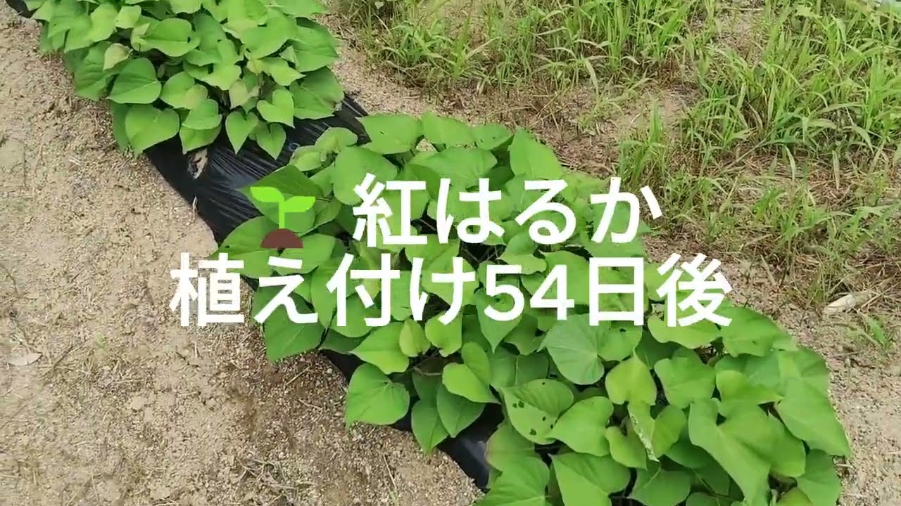 さつまいもの経過確認｜紅はるか54日後・安納芋37日後 - YouTube