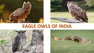 Eagle Owls of India 🦉🇮🇳 | Owls | Raptors | Indian Birds Spot Bellied Eagle Owl