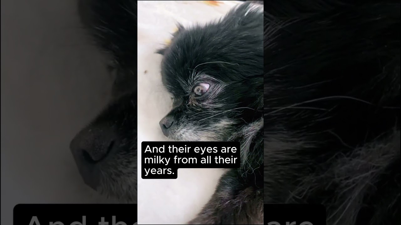 Cherish them and capture your journey together forever. 