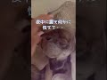 虐待されてきた犬アッチャン「夜泣き」が始まった・・・#shorts