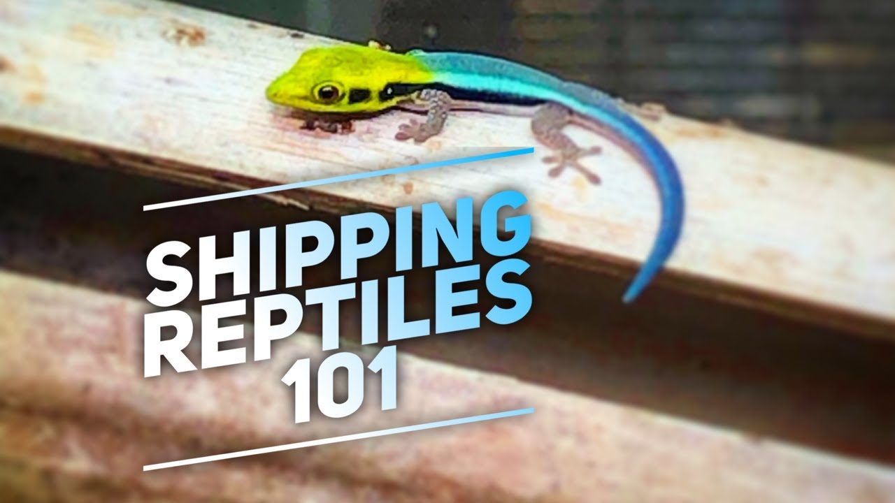 Shipping Reptiles 101