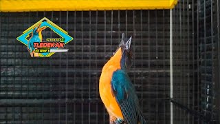 Tledekan Full Orens Jawa Barat Gacor Nyengklak Cepat Untuk Pancingan