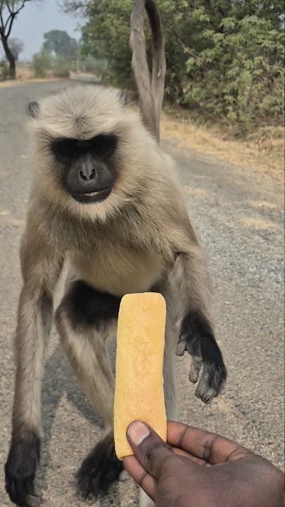 Main Road Se Bahut Door Se Daud Kar Aaya Langur Mere Paas Khana Lene 🐒🍪