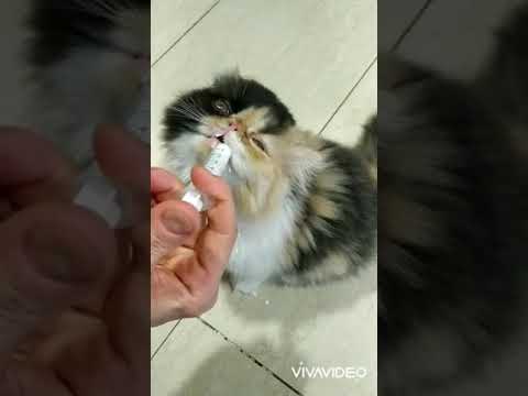 milk for persian cats