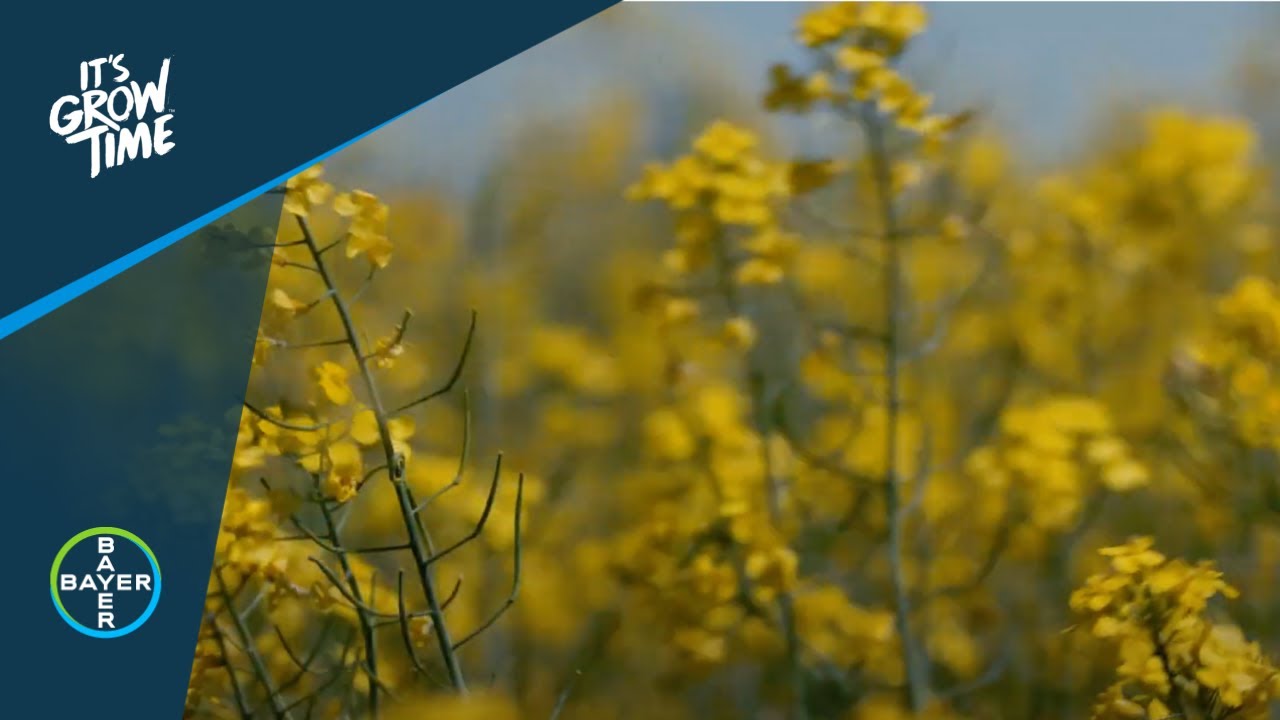 Fungicides: Grow Your Margins with Bayer in Western Canada
