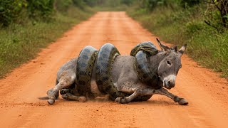 ESTA COBRA MEXEU COM O BURRO ERRADO!