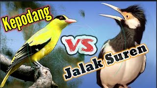 Download lagu Gantang Burung Jalak Suren & Burung Kepodang||Sama_Sama Gacor...