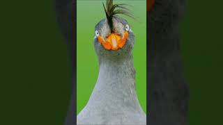 Some birds look pretty normal from the side.But from the front? #animalfacts #animal #wildlife #bird