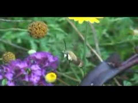 Hummingbird Moth