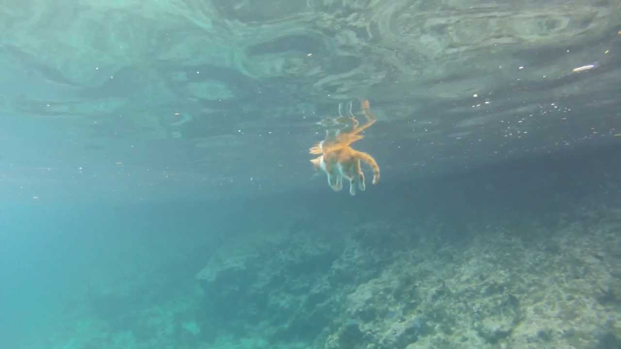 Wet Pussy - Nature is brutal (Graphic content warning)