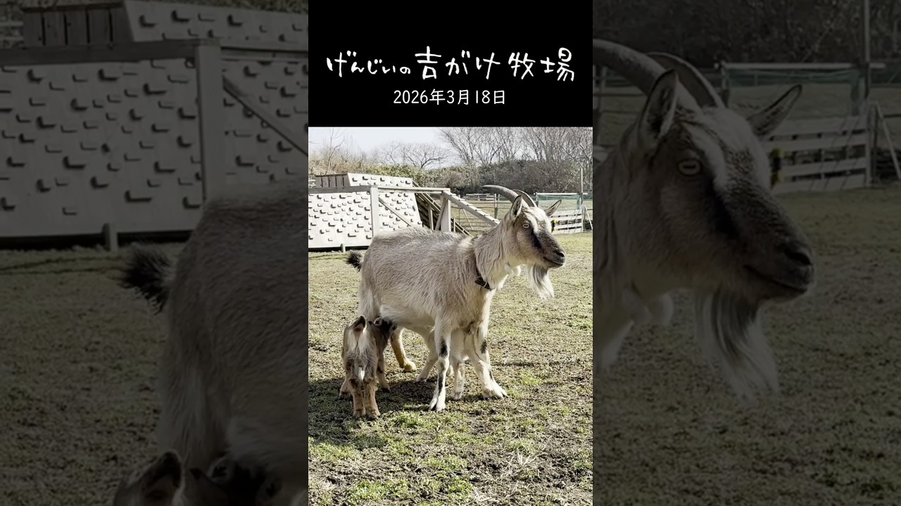 【癒やし動画】子育て上手な母ヤギ「ちゃちゃ」と赤ちゃんたちの幸せおっぱいタイム4連発！ #shorts