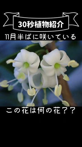 30-Second Plant Profile: Holly Olive #NatureObservation