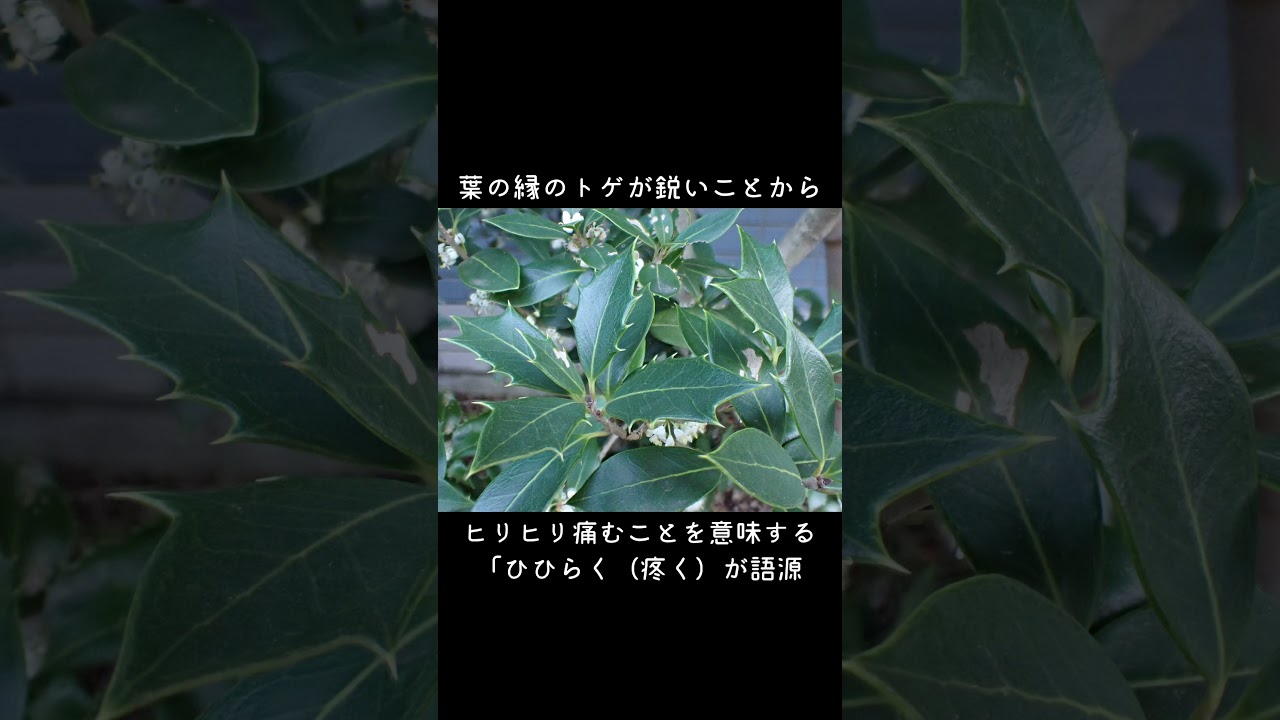 30-Second Plant Profile: Holly Olive #NatureObservation