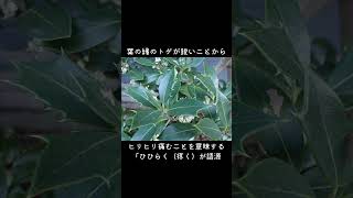 30-Second Plant Profile: Holly Olive #NatureObservation