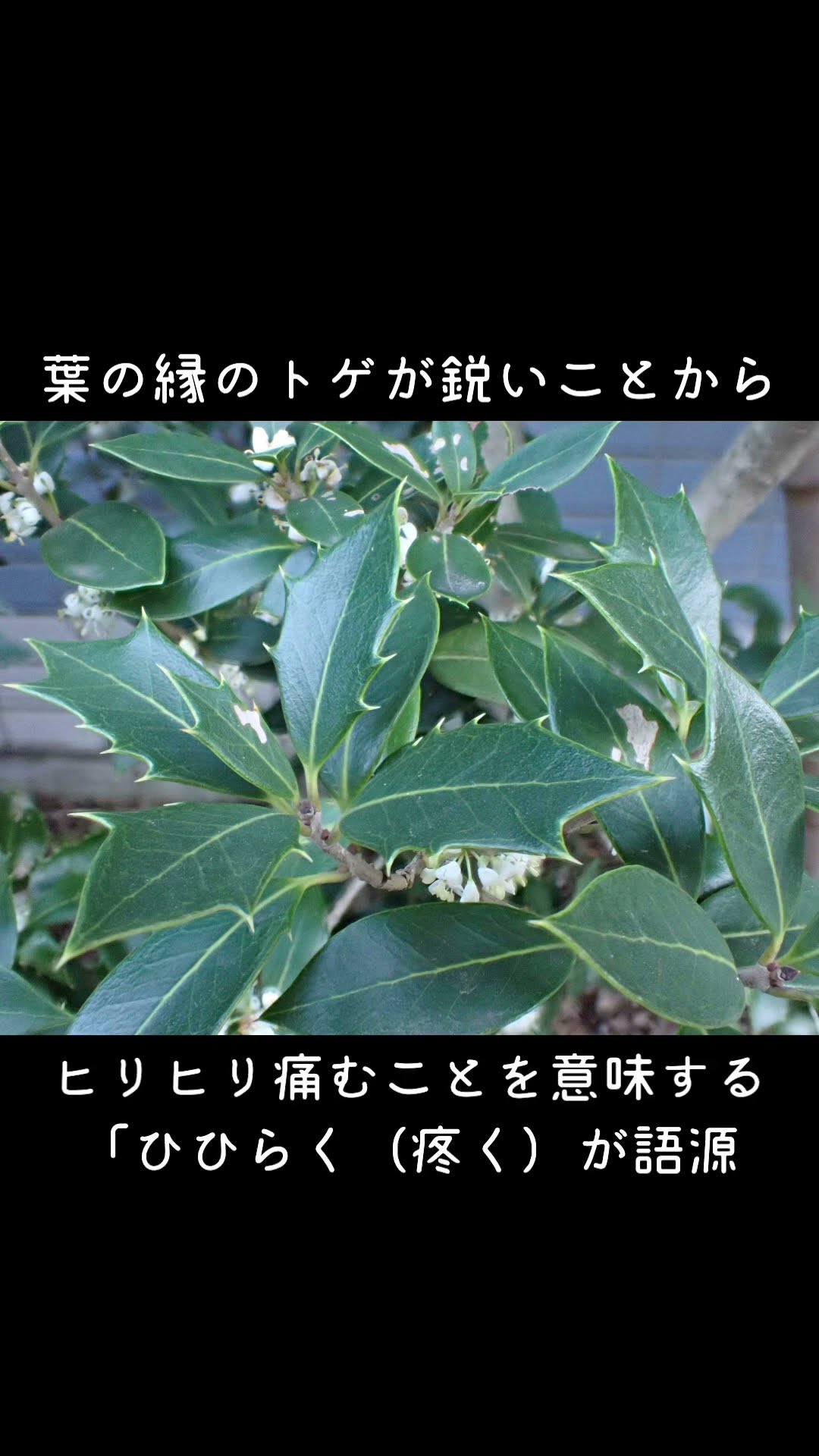 縁起物＊縁起木【天然野生/森の奥深くからはるばるやって来た可愛い柊さん】ひいらぎ 30-Second Plant Profile: Holly Olive #NatureObservation