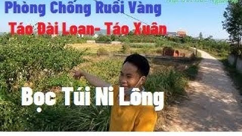 Bọc Túi Ni Lông Quả Táo Chống Ruồi Vàng Có Khó Không? I Nui Doi Luc Ngan 98