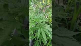 outdoor update