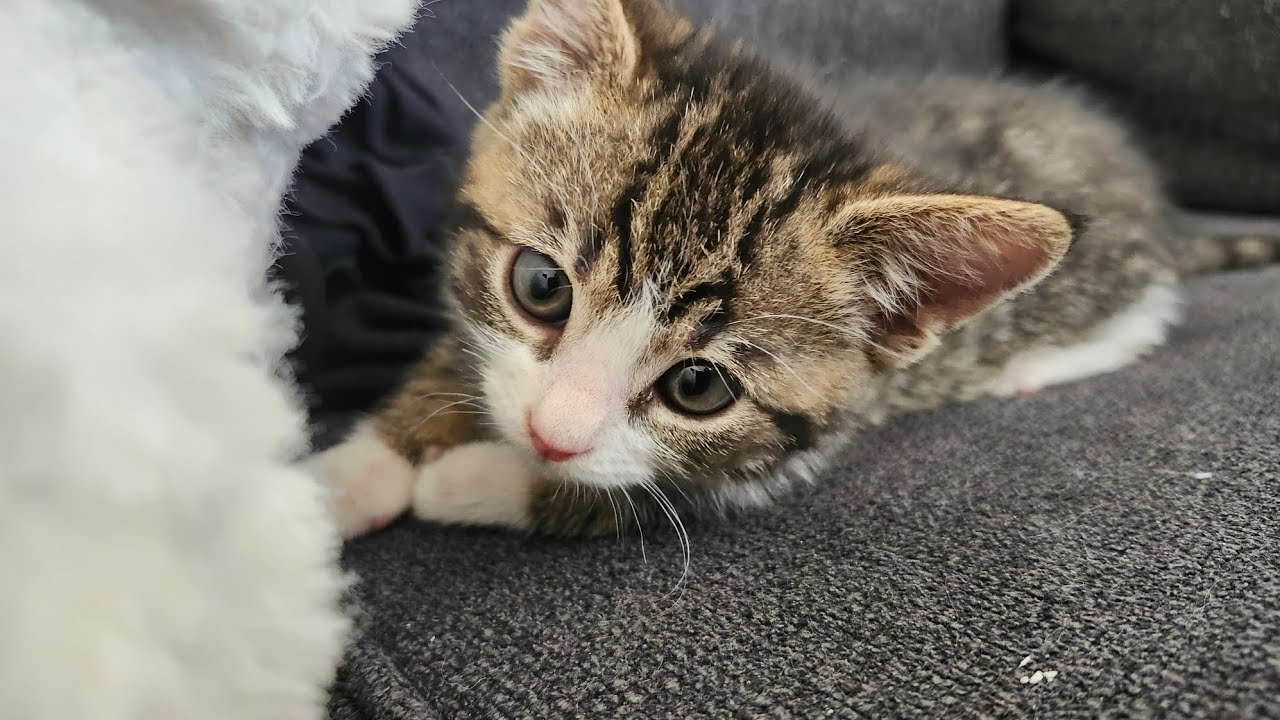 its so cute ️ - YouTube