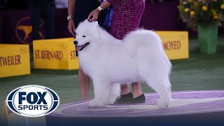 Striker The Samoyed Wins The Working Group Westminster Kennel Club Fox Sports