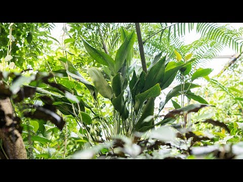 Video: Dragon tree - een mysterieuze plant van de tropen