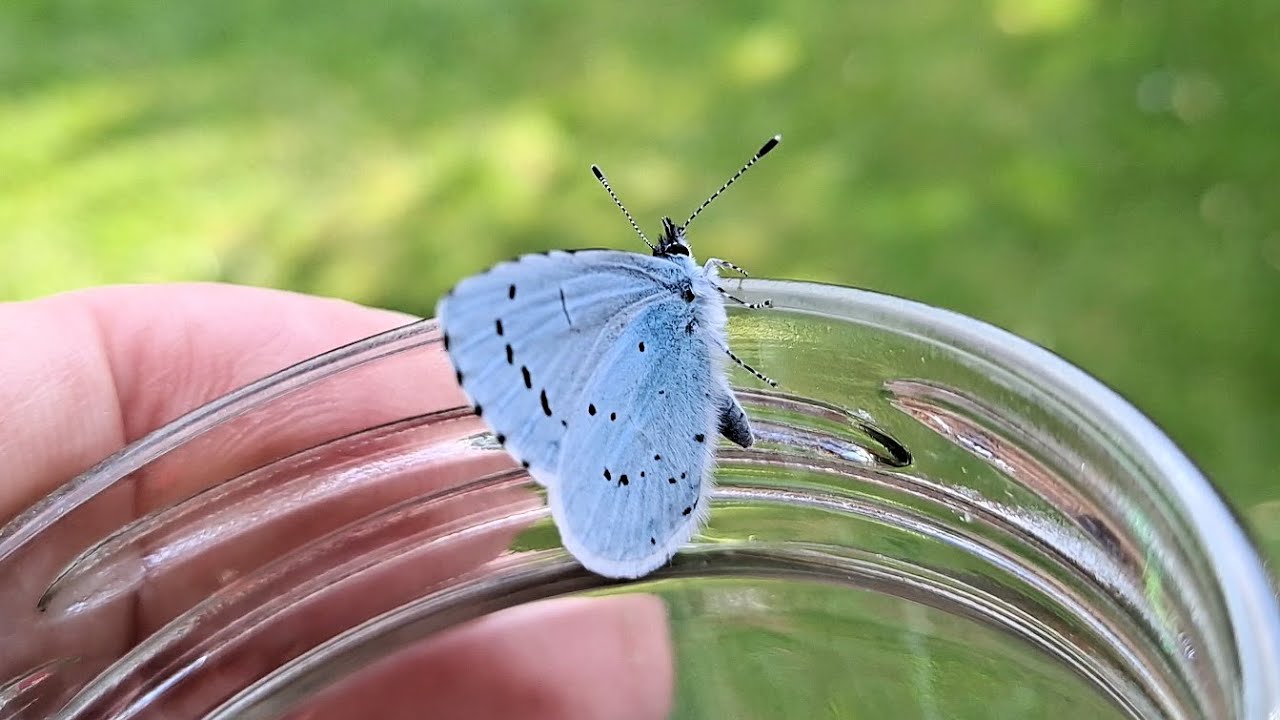 A small blue butterfly, maybe Holly Blue Celastrina argiolus YouTube
