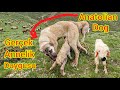 KOYUN KUZUYU TERKETTİ~KÖPEK KUZUYU  YALAYIP KURUTUP  EMZİRDİ(MONİKA)