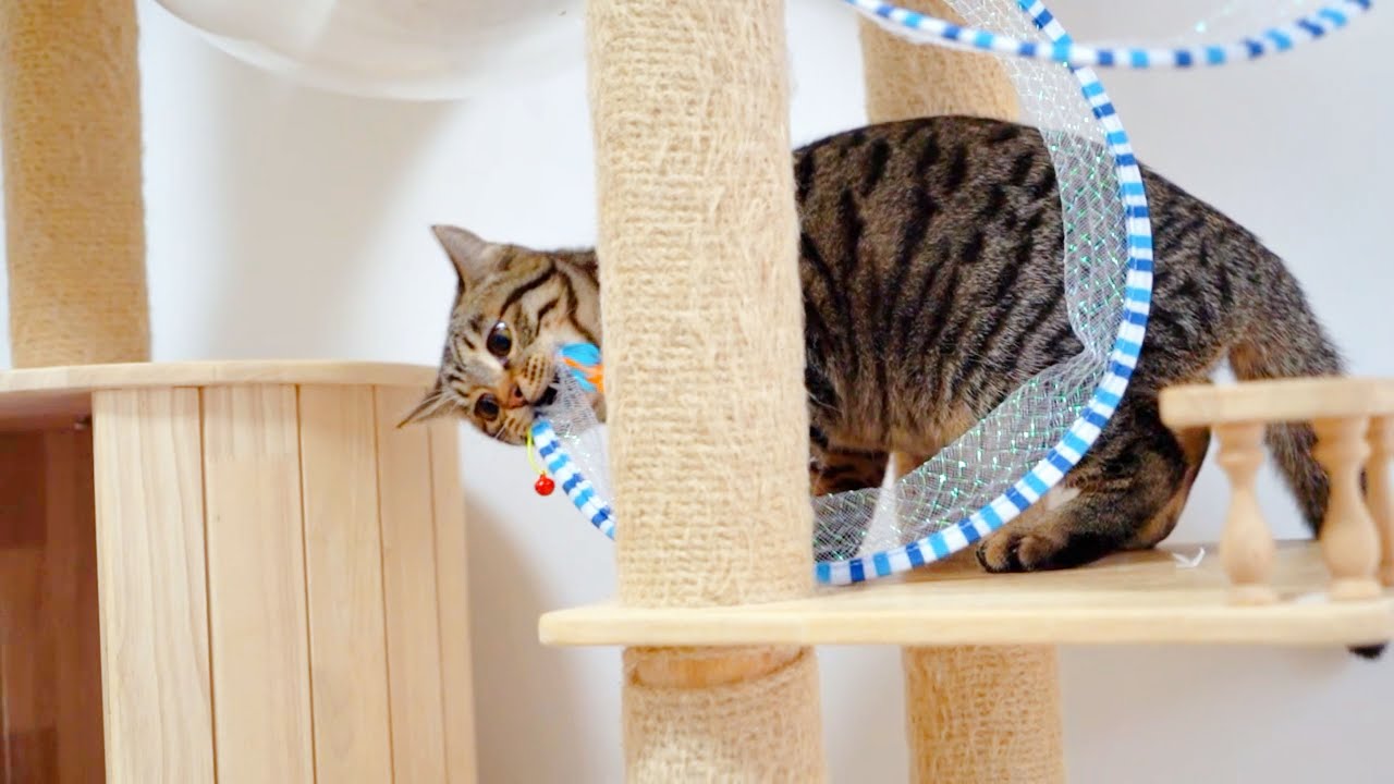 Do cats really like toys with good elasticity?🐱🤣| SD猫の夢島💗