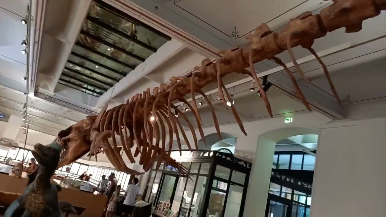 Artichaut - Basilosaurus