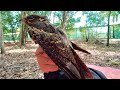 Burung Tukang 🦅 | Caprimulgus macrurus Large-tailed Nightjar. 28 Feb 2020 Video Nur Khairunnisa