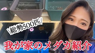 【めだか】我が家のメダカ紹介