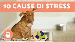 10 CAUSE di stress nel cane  Cose che danno FASTIDIO ai cani