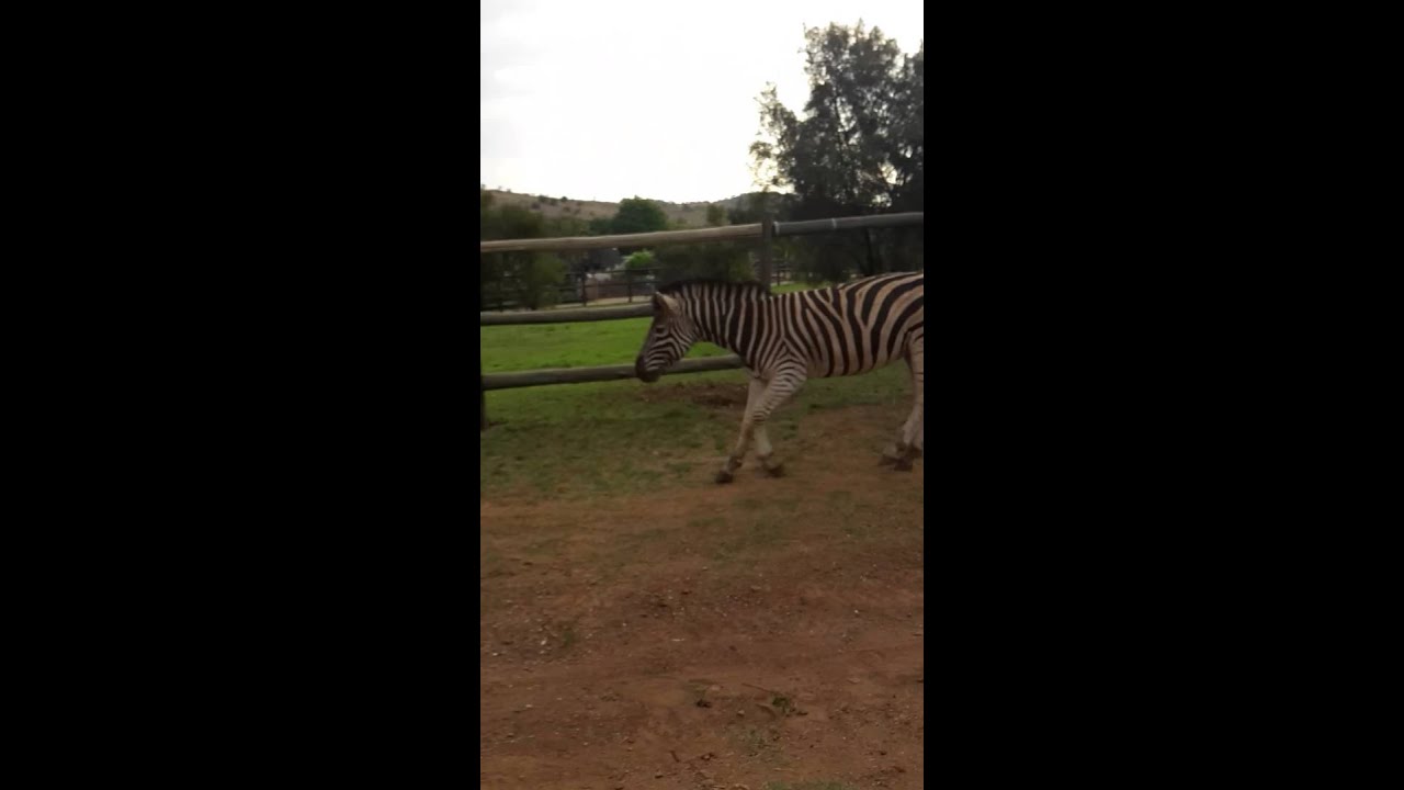 Running Zebra