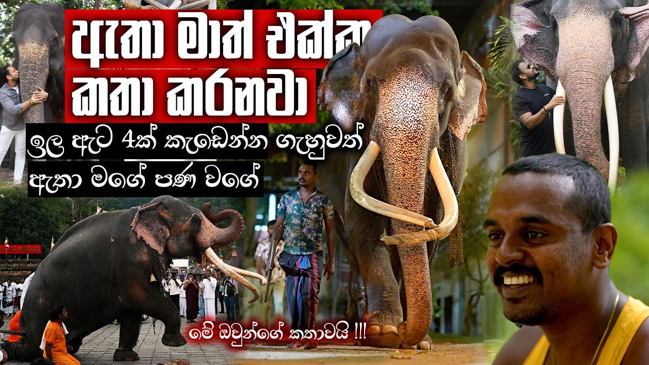 ඉල ඇට 4ක් කැඩෙන්න ගැහුවා හැබැයි ඇතා මගේ පණ වගේ - මේ ඔවුන්ගේ කතාවයි | Pet Talk | Mahouts